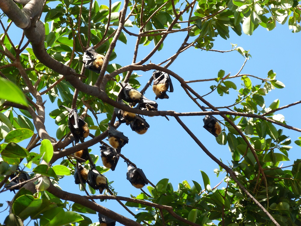 Flying foxes