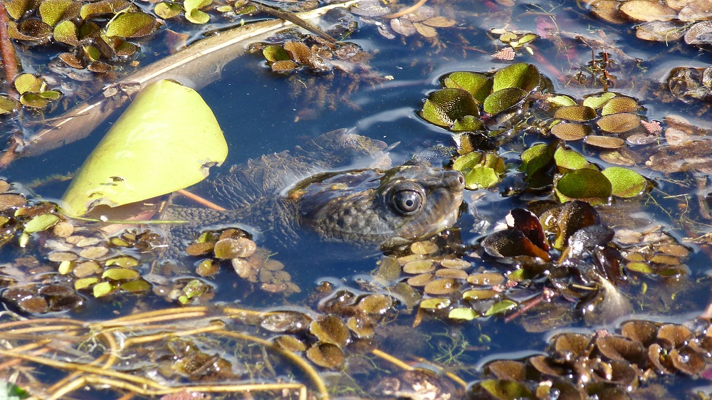 Tortue