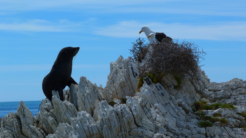 Les dauphins de Kaikoura et Christchurch