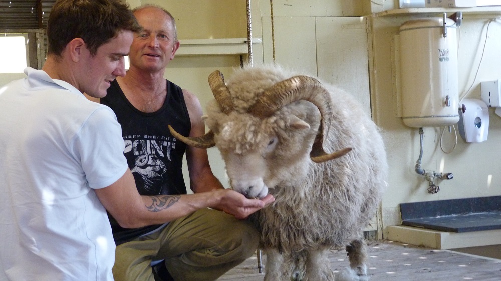 Le bélier est assez impressionnant