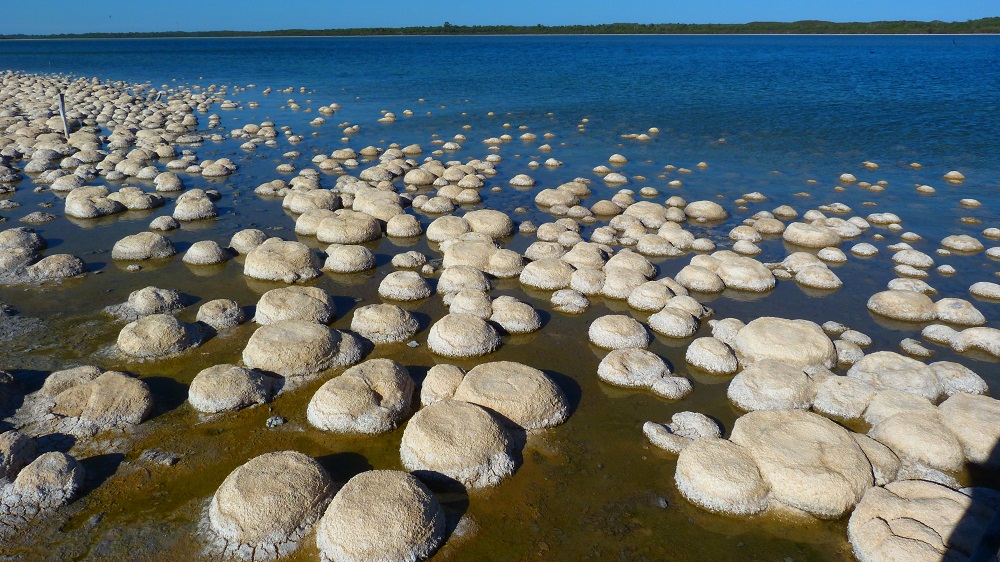 Thrombolites