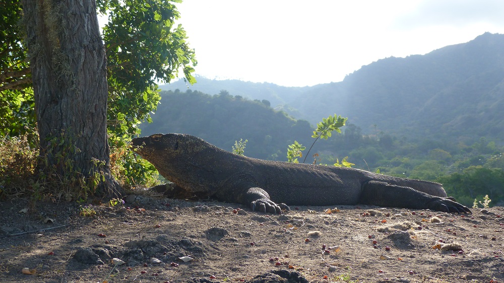 Croisière Komodo : à la rencontre des dragons