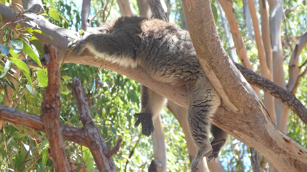 Koala qui bronze
