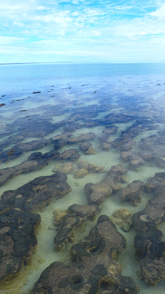 Les stromatolites de Hamelin Bay