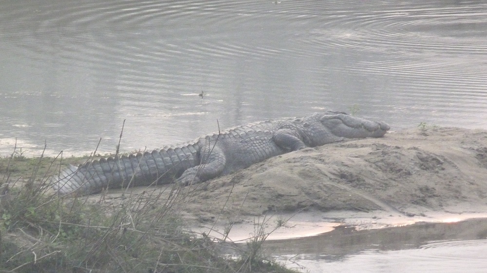 Chitwan crocodile marin