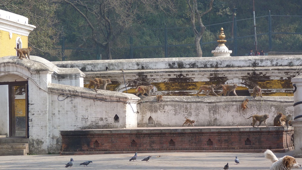 Pashupatinath singes temple hindouiste