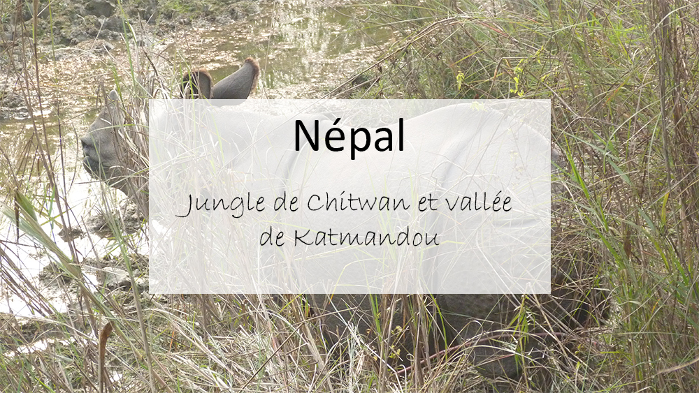 Népal : la jungle du parc Chitwan et vallée de Katmandou