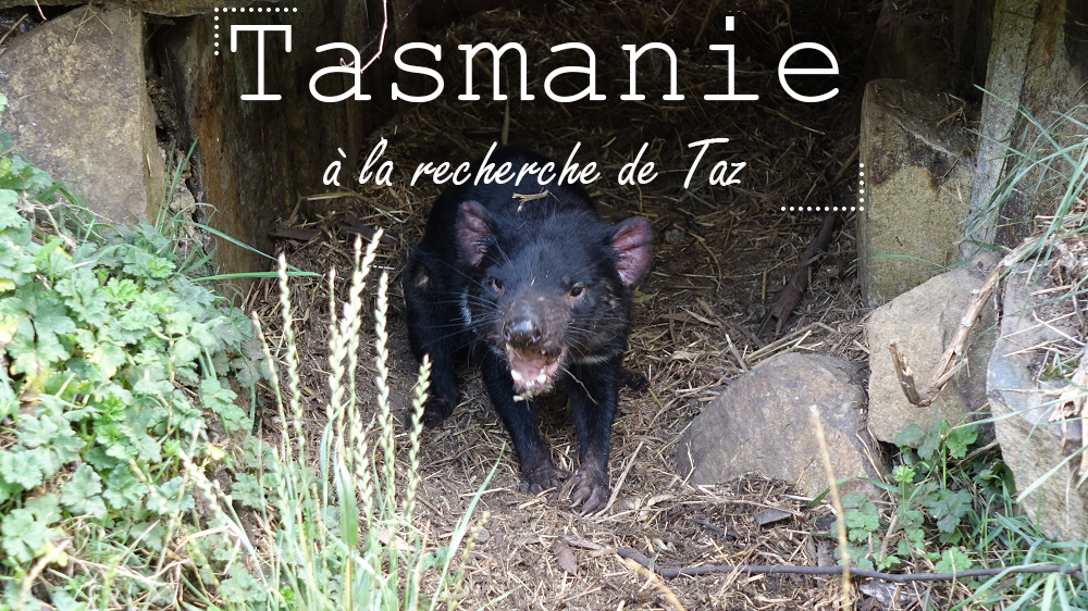 road trip Tasmanie diable australie