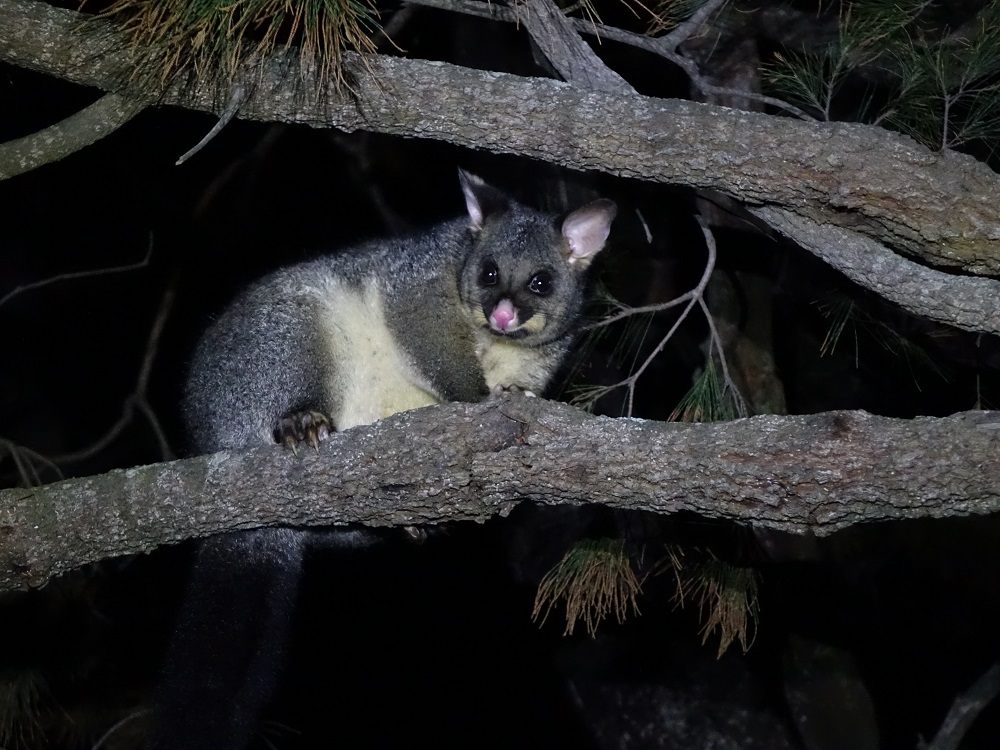 Tasmanie opossum