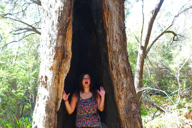 Road trip tasmanie arbre