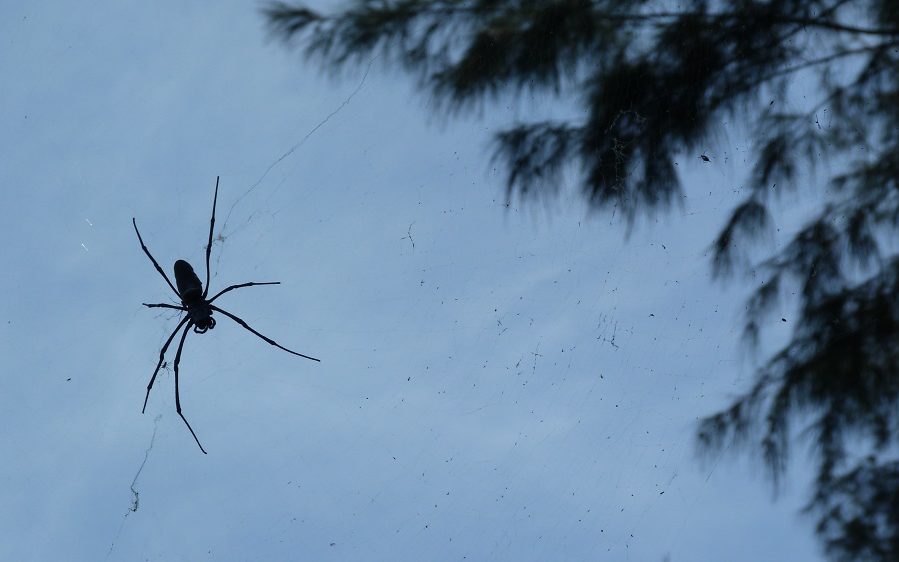 Les araignées du coin sont sympas