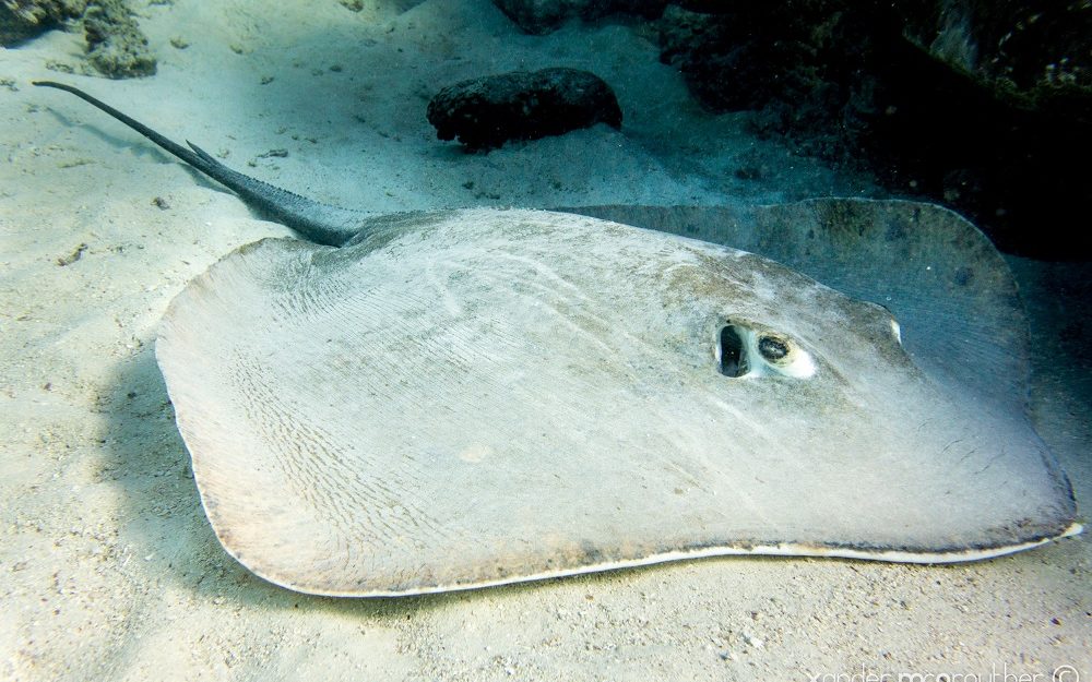 Sting Ray