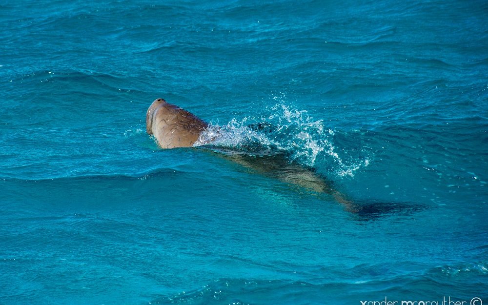 Lamantin au Ningaloo Reef