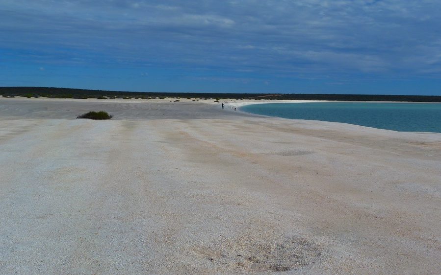 Shell Beach's Shells