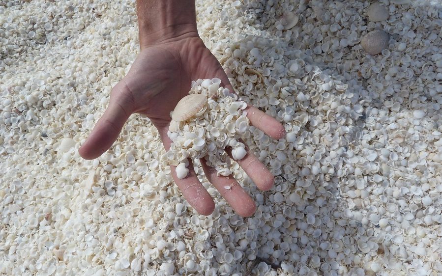 Shell Beach, la plage aux milliards de coquilles