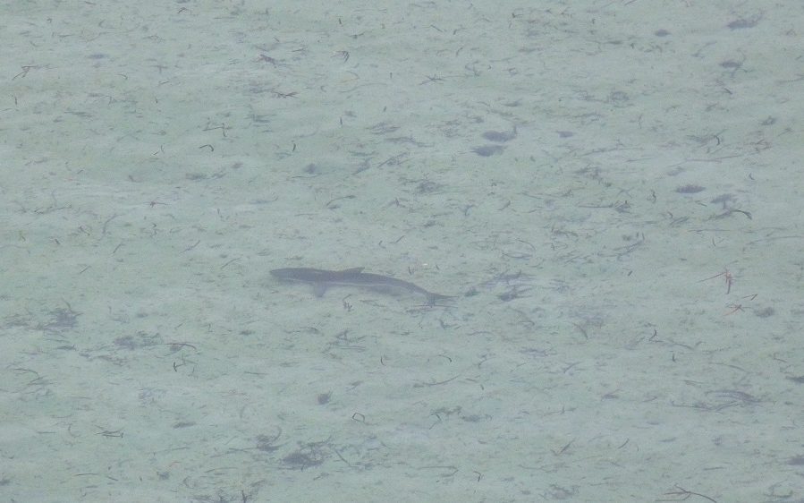 Un requin citron au bord de l'eau