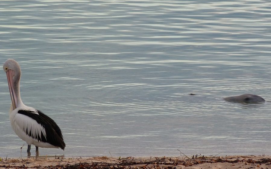 Les pélicans aussi veulent du poisson !