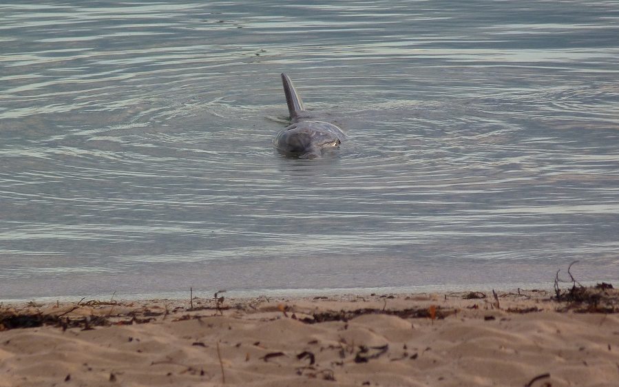 Les dauphins viennent jusqu'au bord