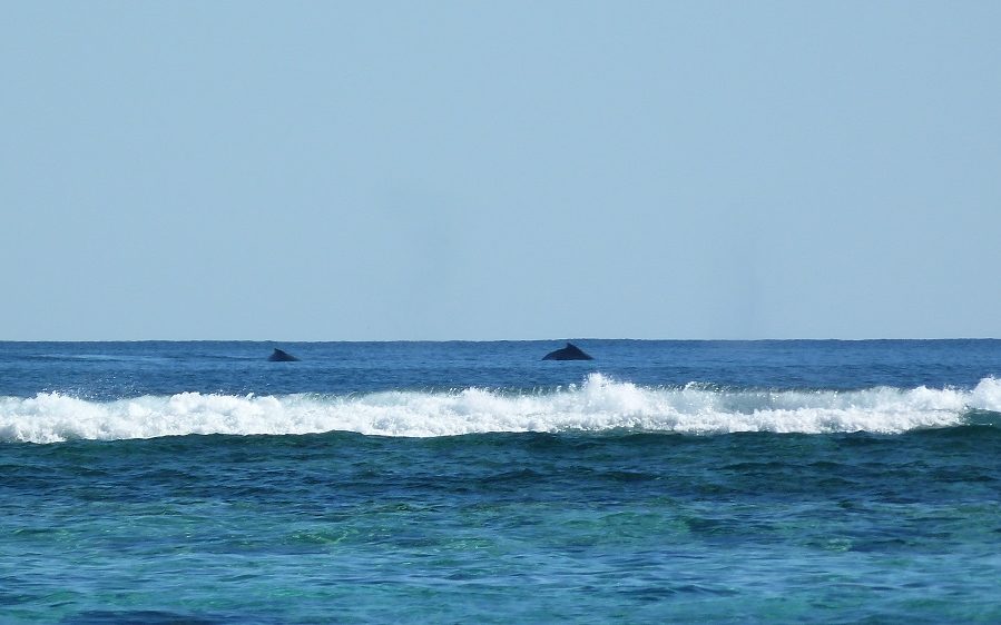 Baleines à bosse au Ningaloo