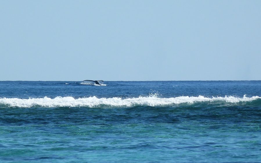 Une belle queue de baleine