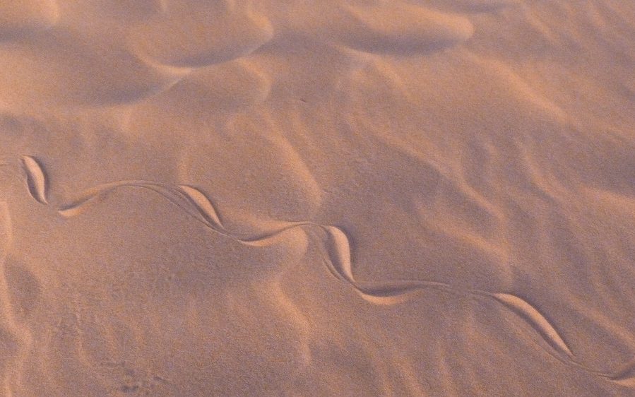 Une trace de serpent sur le sable