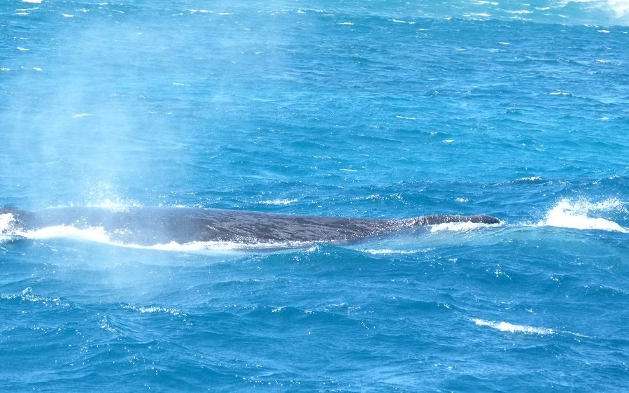 Baleine au Ningaloo Reef