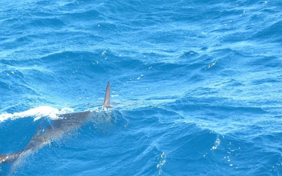 Requin marteau au Ningaloo