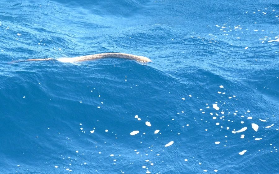 Un serpent de mer au Ningaloo