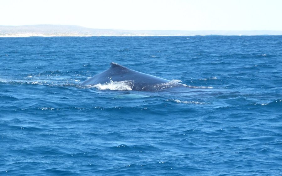 Baleine au Ningaloo