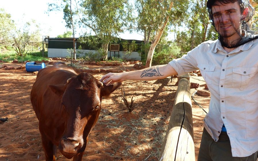 Les vaches du Kings Creek Station