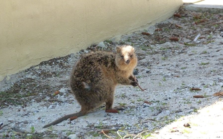 Le "sourire" des Quokkas est impayable !