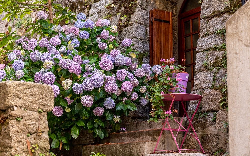 Hortensias