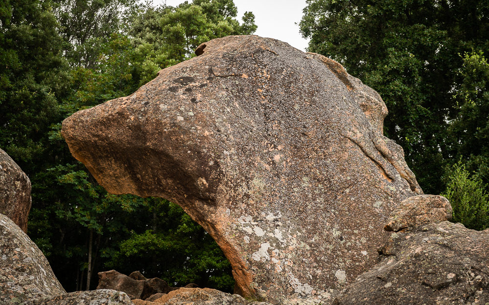 Le chien de Piana