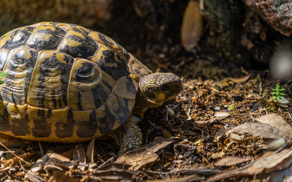 Tortue d'Hermann