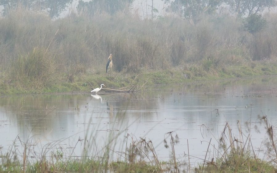 Chitwan marabout aigrette