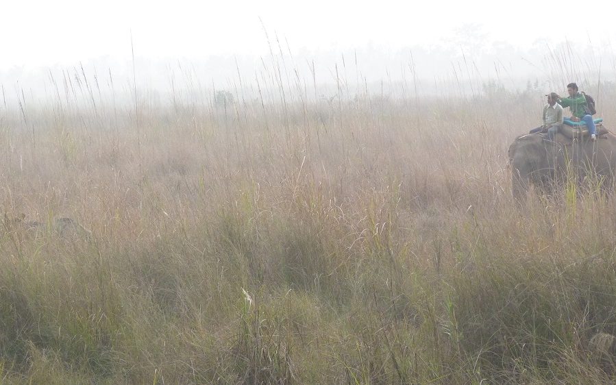 Chitwan rhinoceros elephant