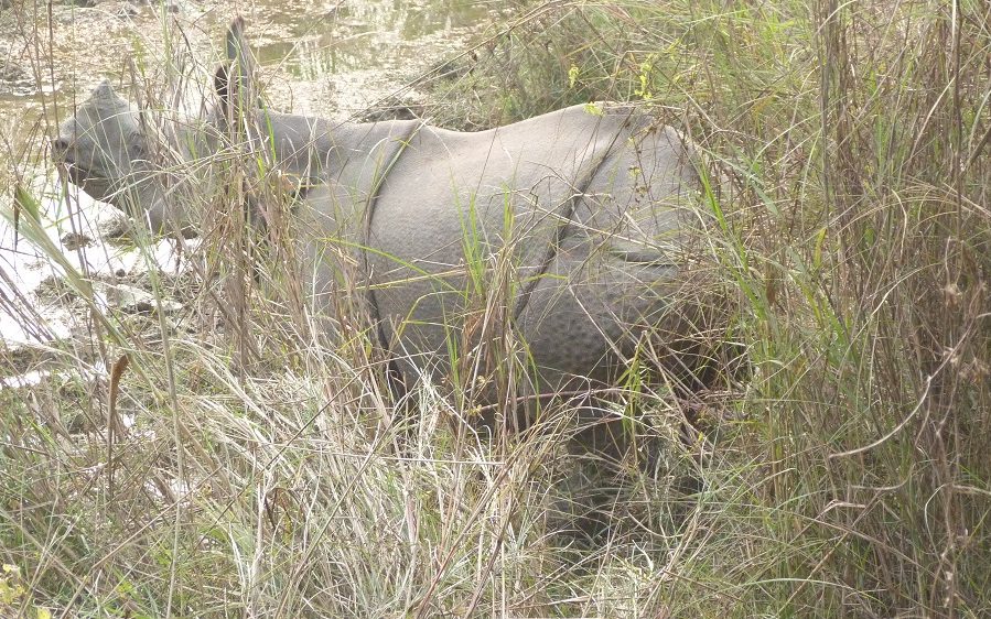 Nepal rhinoceros corne