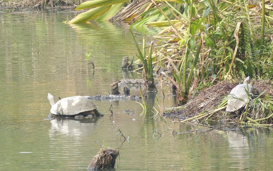 Nepal tortues jungle