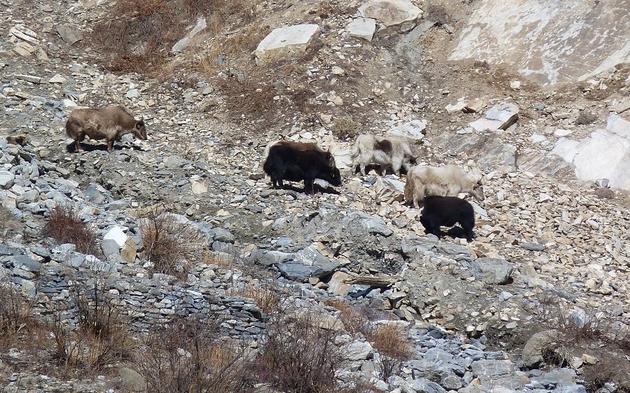 Nepal troupeau yaks