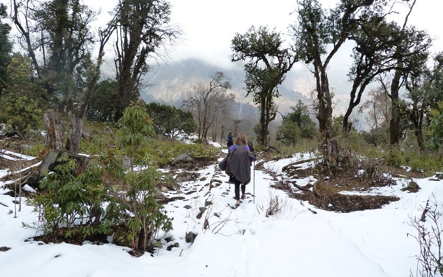 Annapurna foret neige