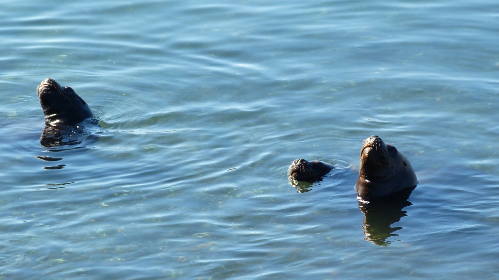 Chiloe phoques