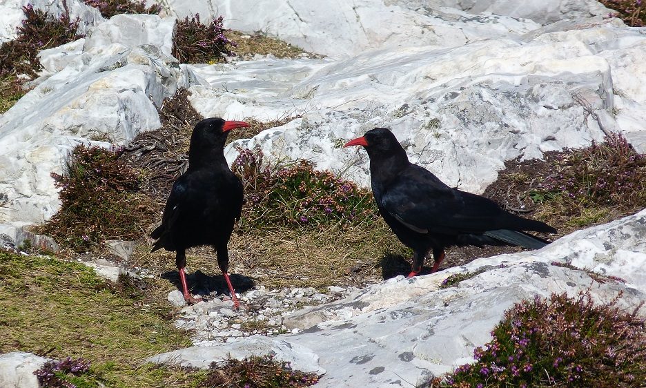 Crozon randonnee oiseau marin