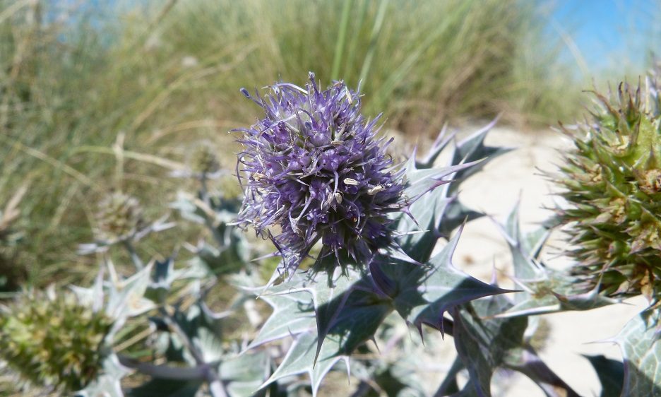 Finistere nord chardon dunes