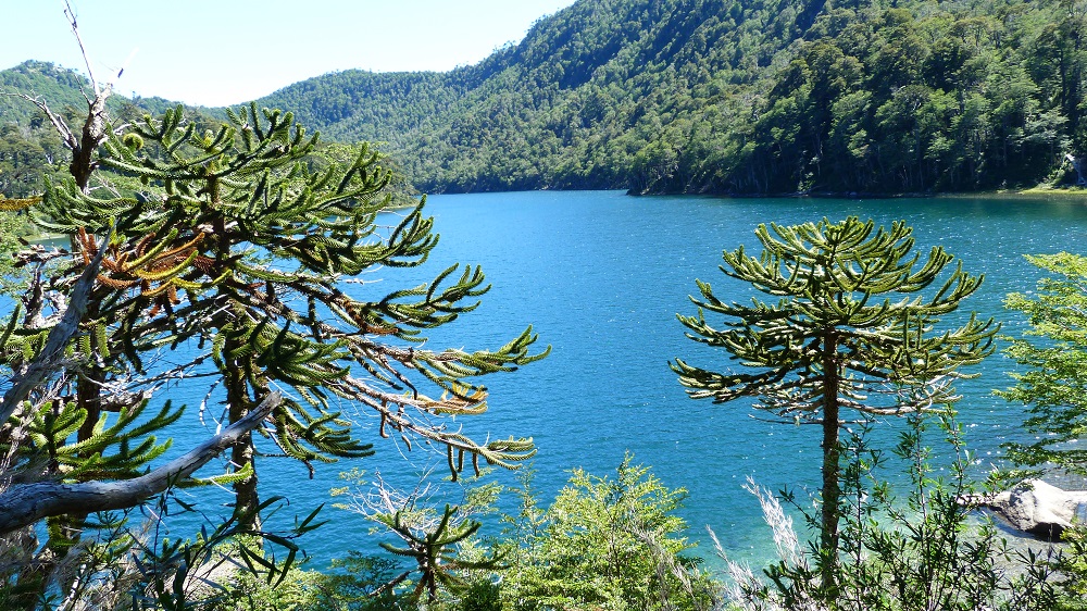 Lago verde huerquehue araucaria