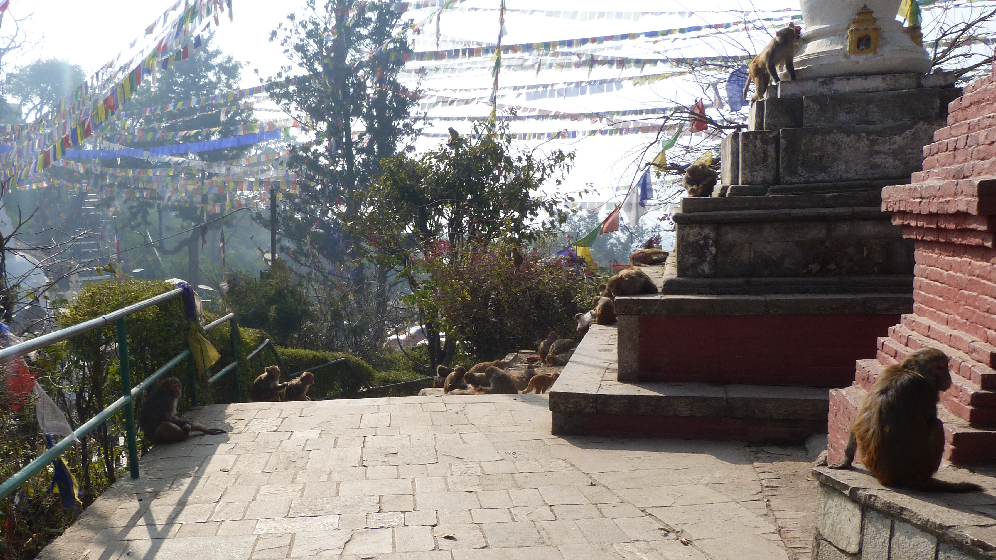 Nepal Swayambhunath bouddha