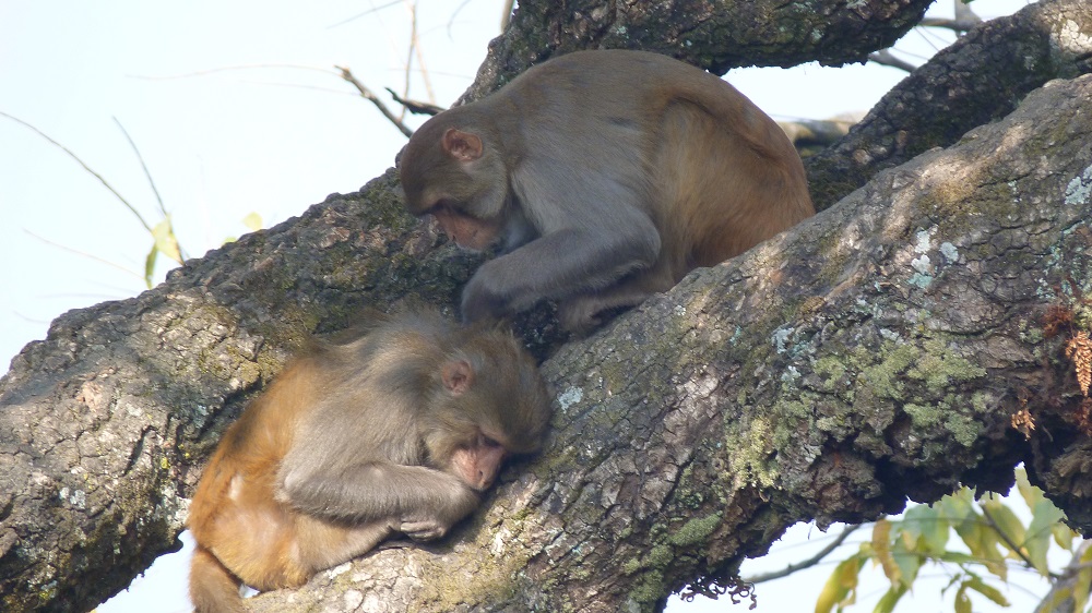 Nepal Swayambhunath Singes