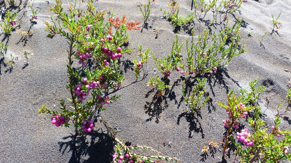 Osorno terre plantes volcaniques