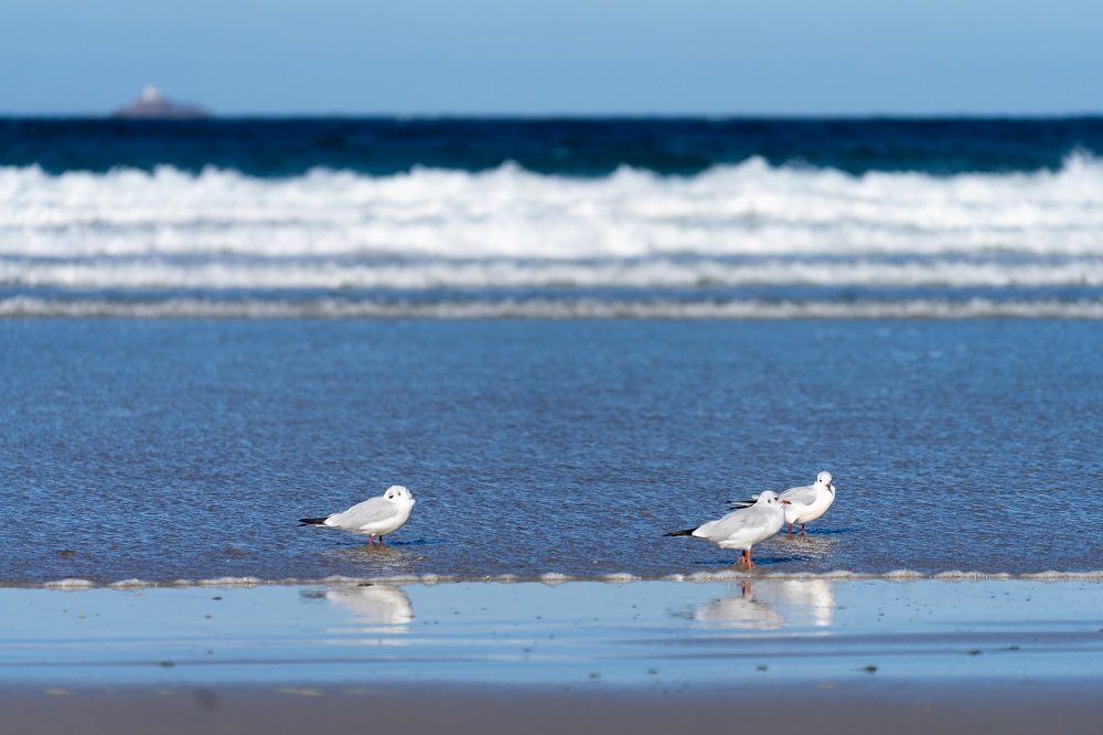 Baie des trepasses mouettes