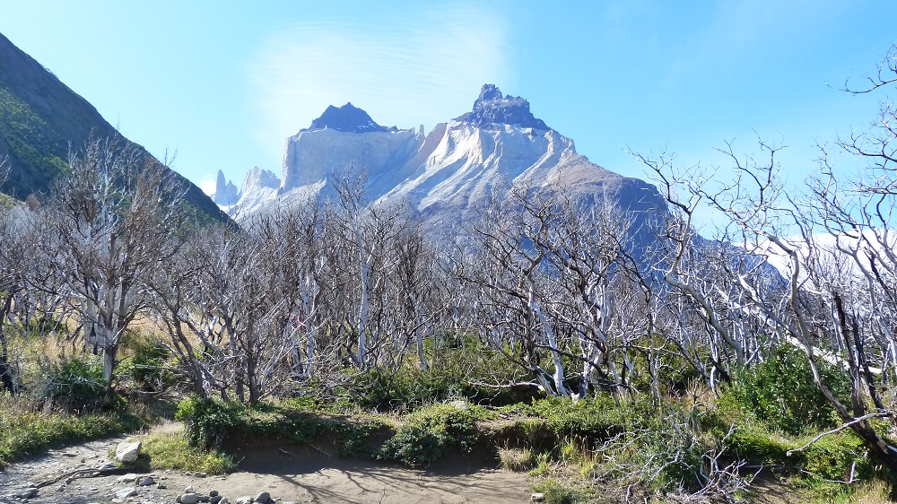 Foret Cuernos del Paine