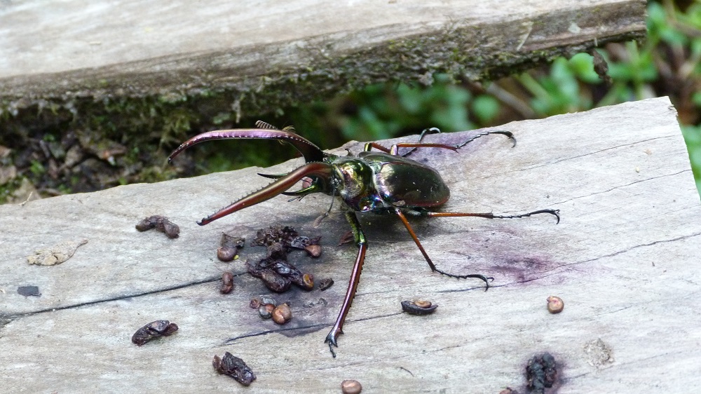 Pumalin insecte